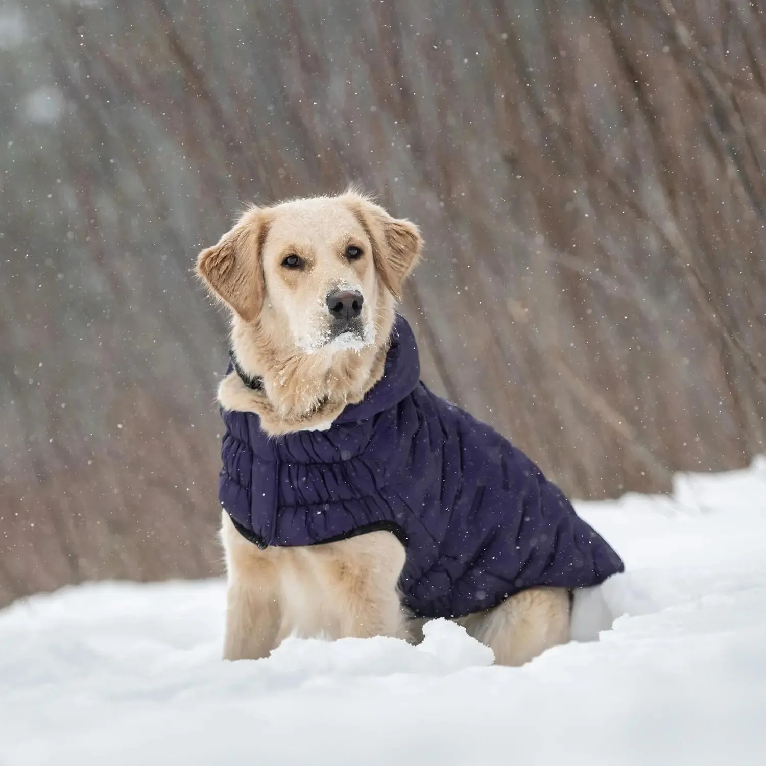 GF Pet Cloud Parka Dog Coat